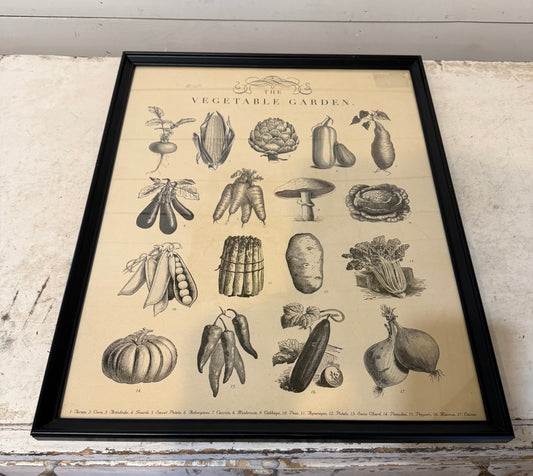 Framed Botanical Vegetable Print
