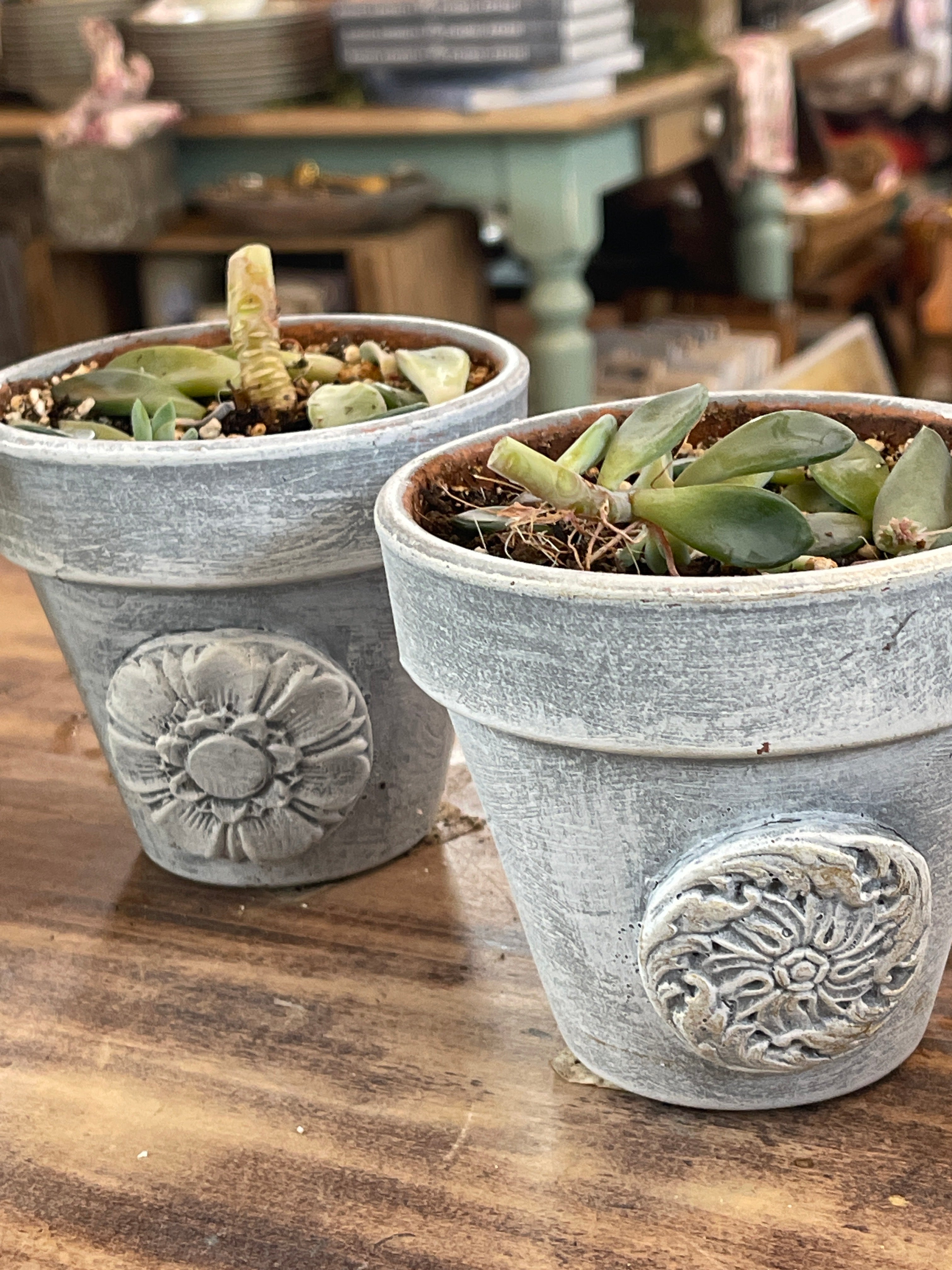 Pot with succulent - sold individually