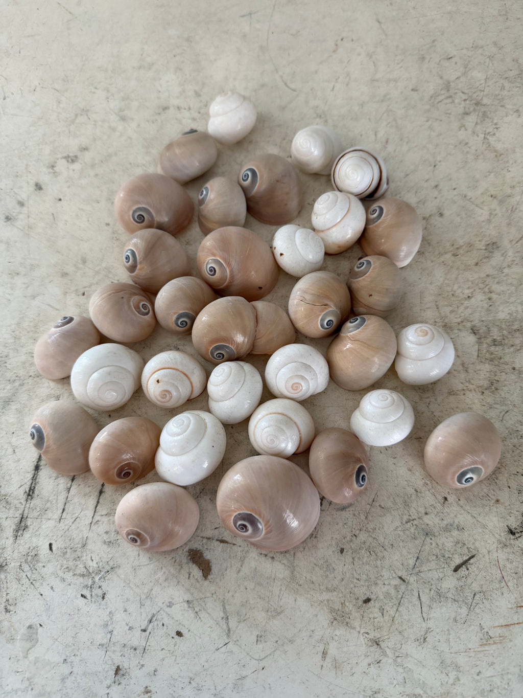 Sharks eye sea Shells - Sold in randomly chosen sets of 4
