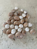 Sharks eye sea Shells - Sold in randomly chosen sets of 4