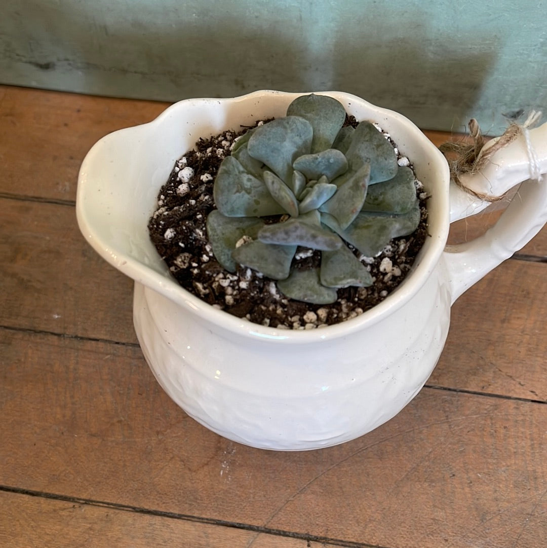 Creamer and sugar dish with live succulent - sold individually