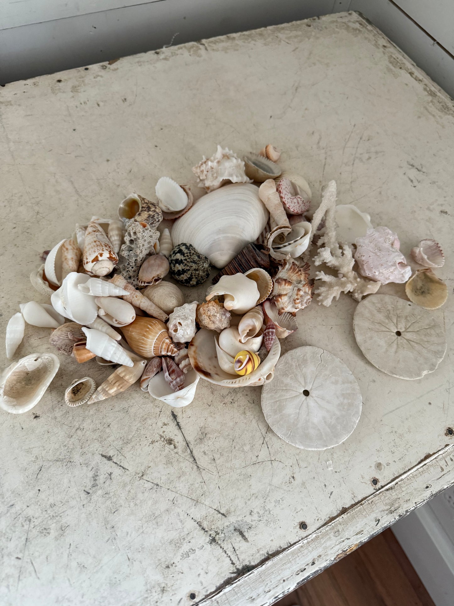 Set of Sea Shells