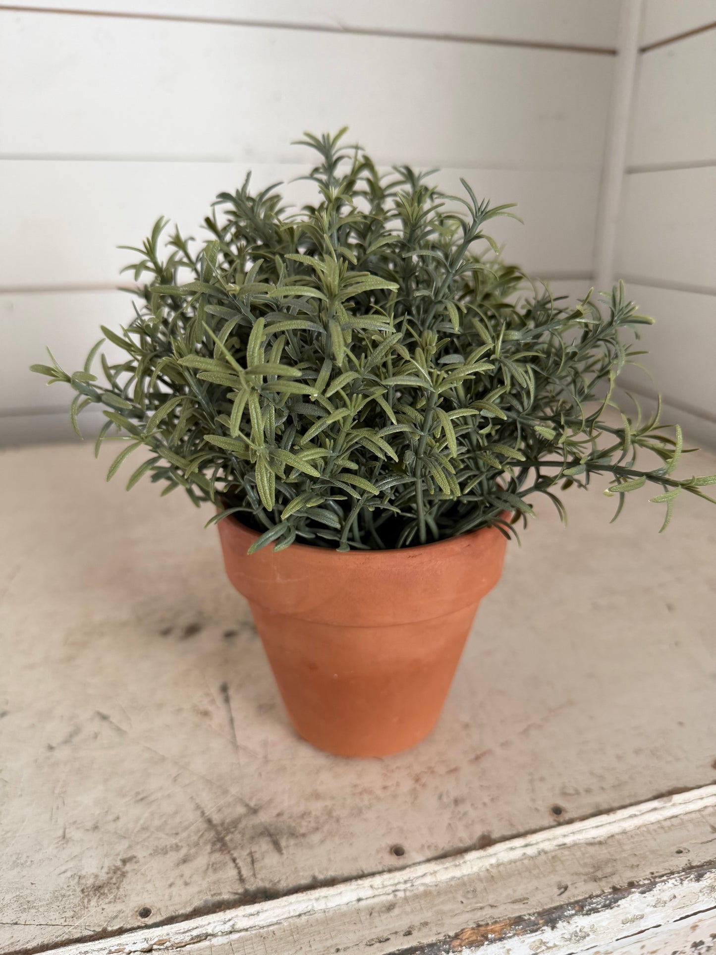 Faux Rosemary in Terracotta pot