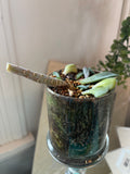 Planted succulent in glass vessel