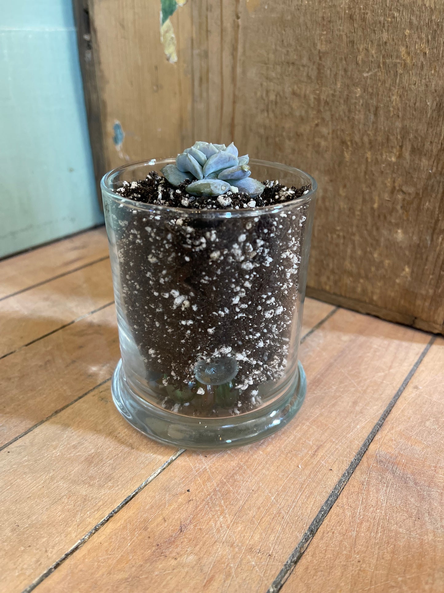 Planted succulent in glass vessel