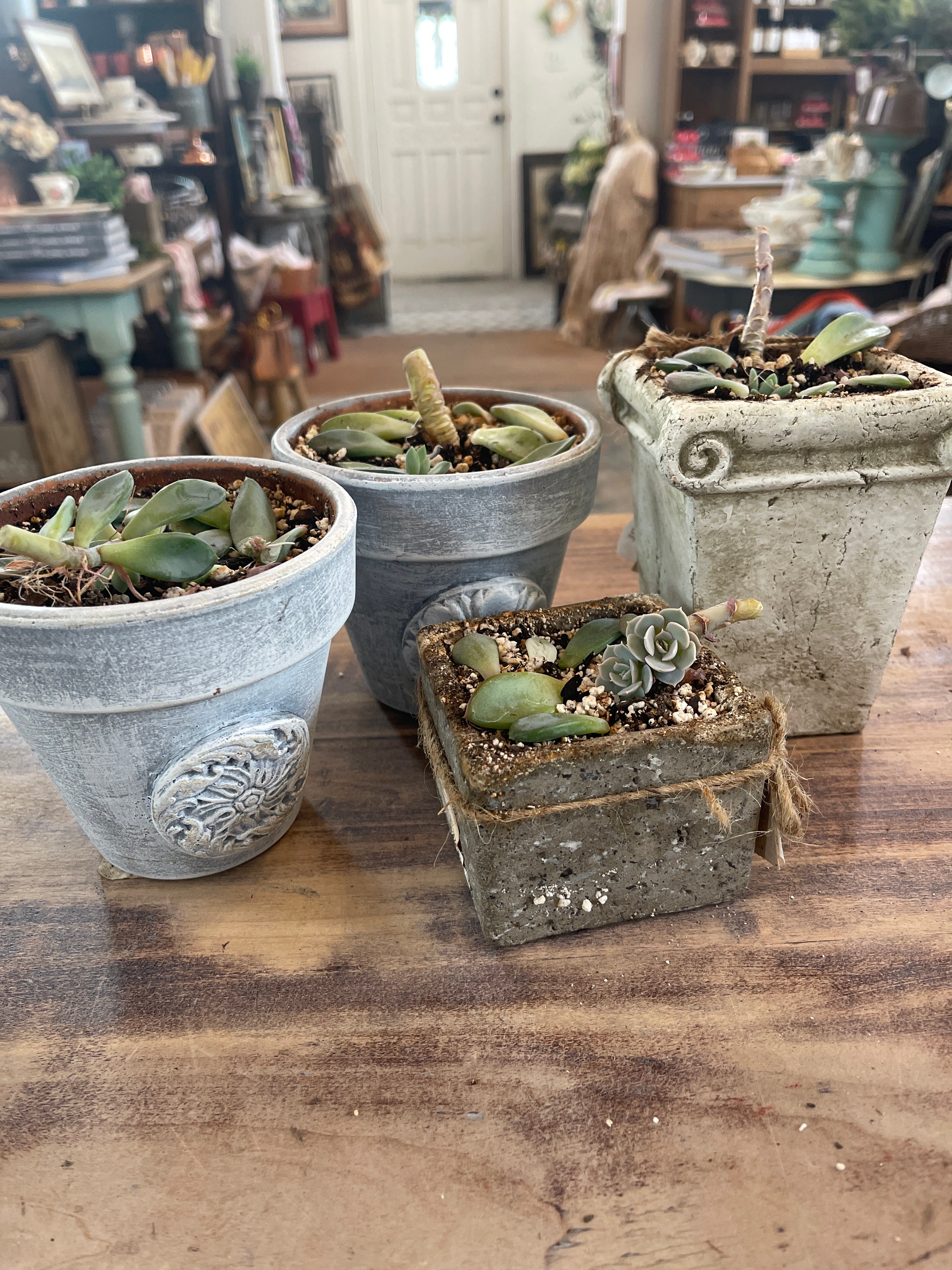 Pot with succulent - sold individually