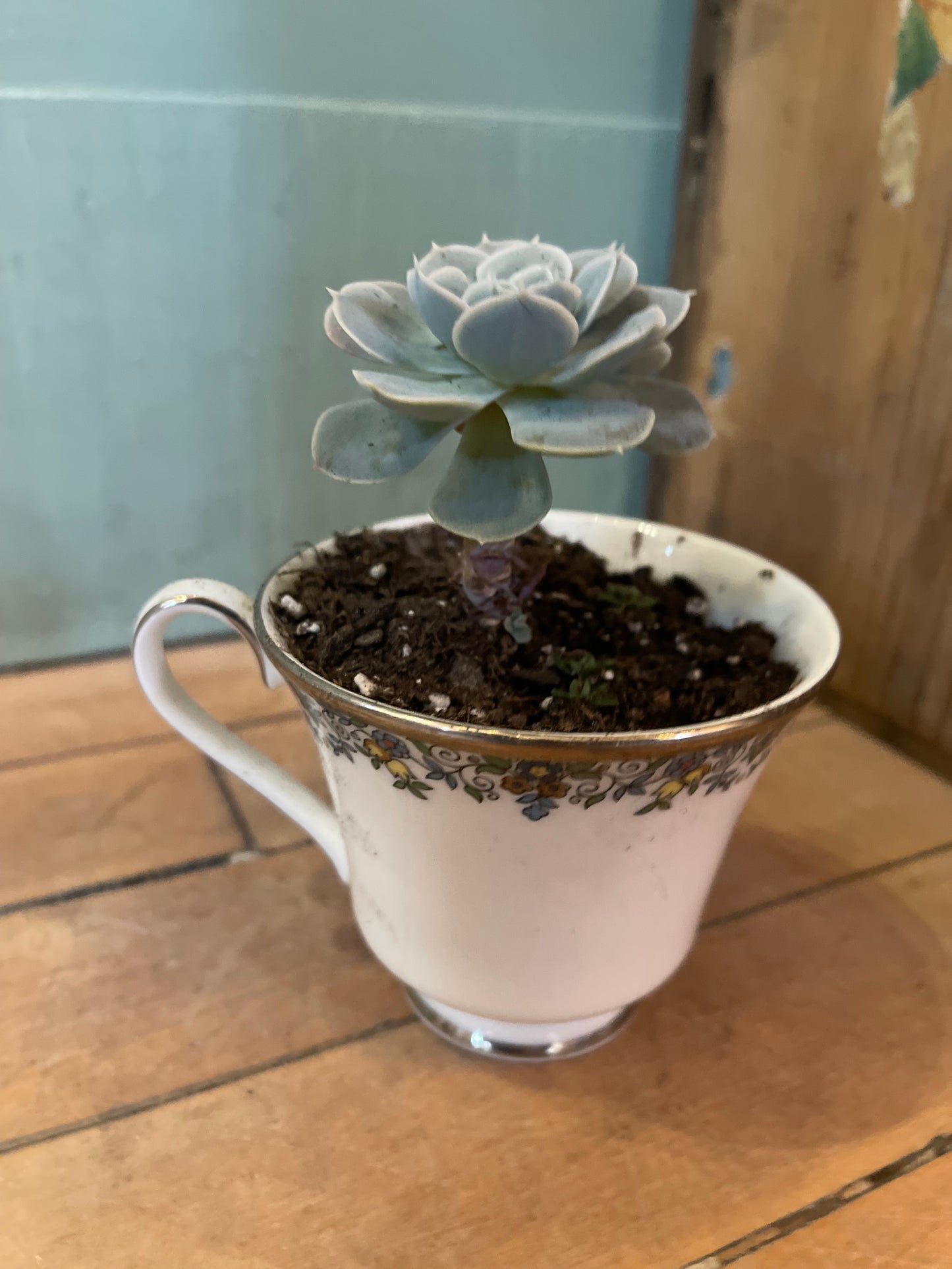 Royal Doulton flower, lace, teacup with live succulent