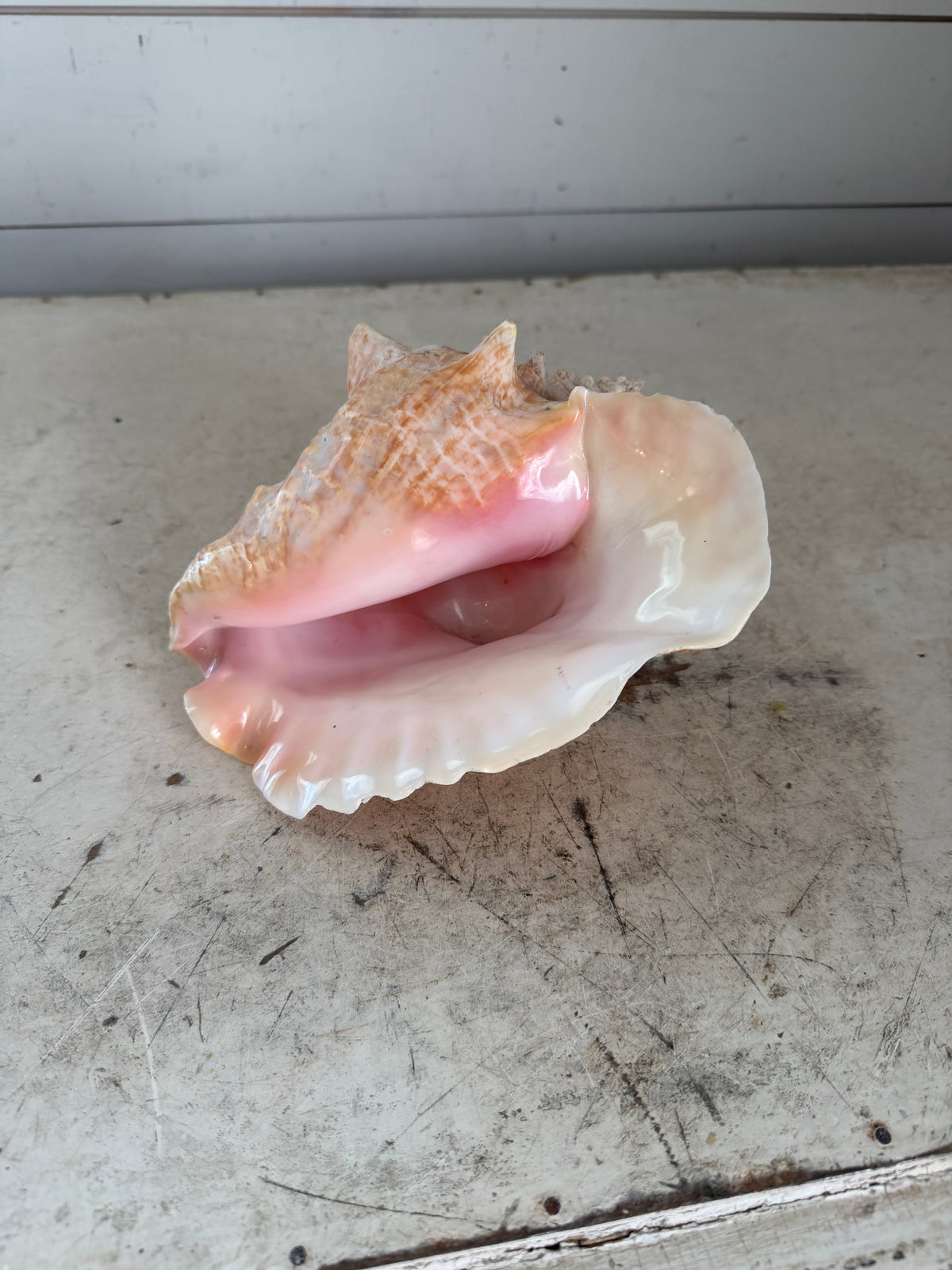 Queen Conch Shell