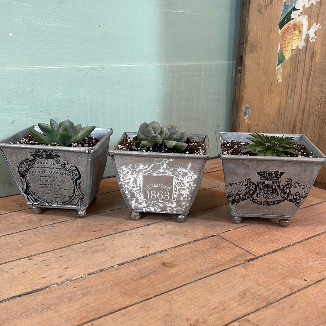 Galvanized Pot with IOD on front and Live Succulent - sold individually picked at random