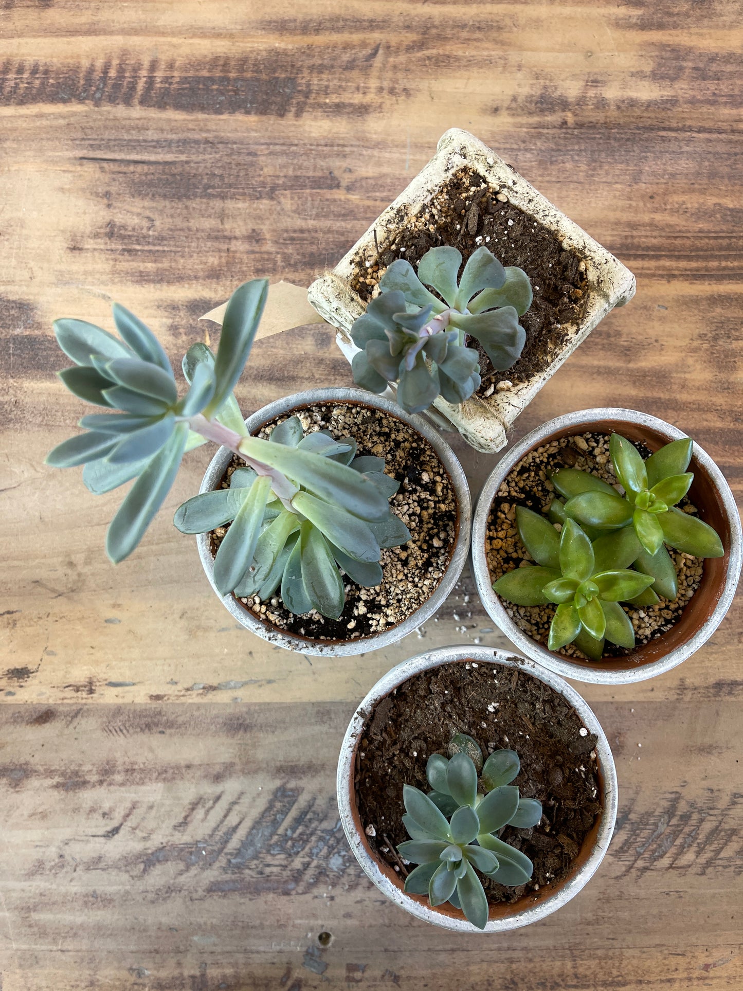 Pot with succulent - sold individually