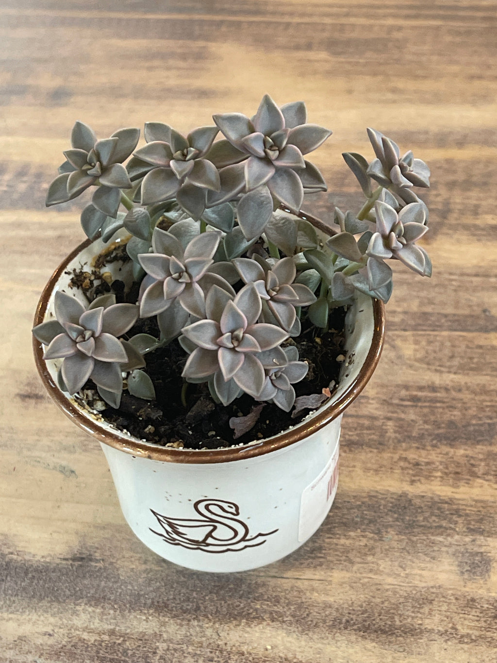 Schwans Speckled Cup with live Succulent