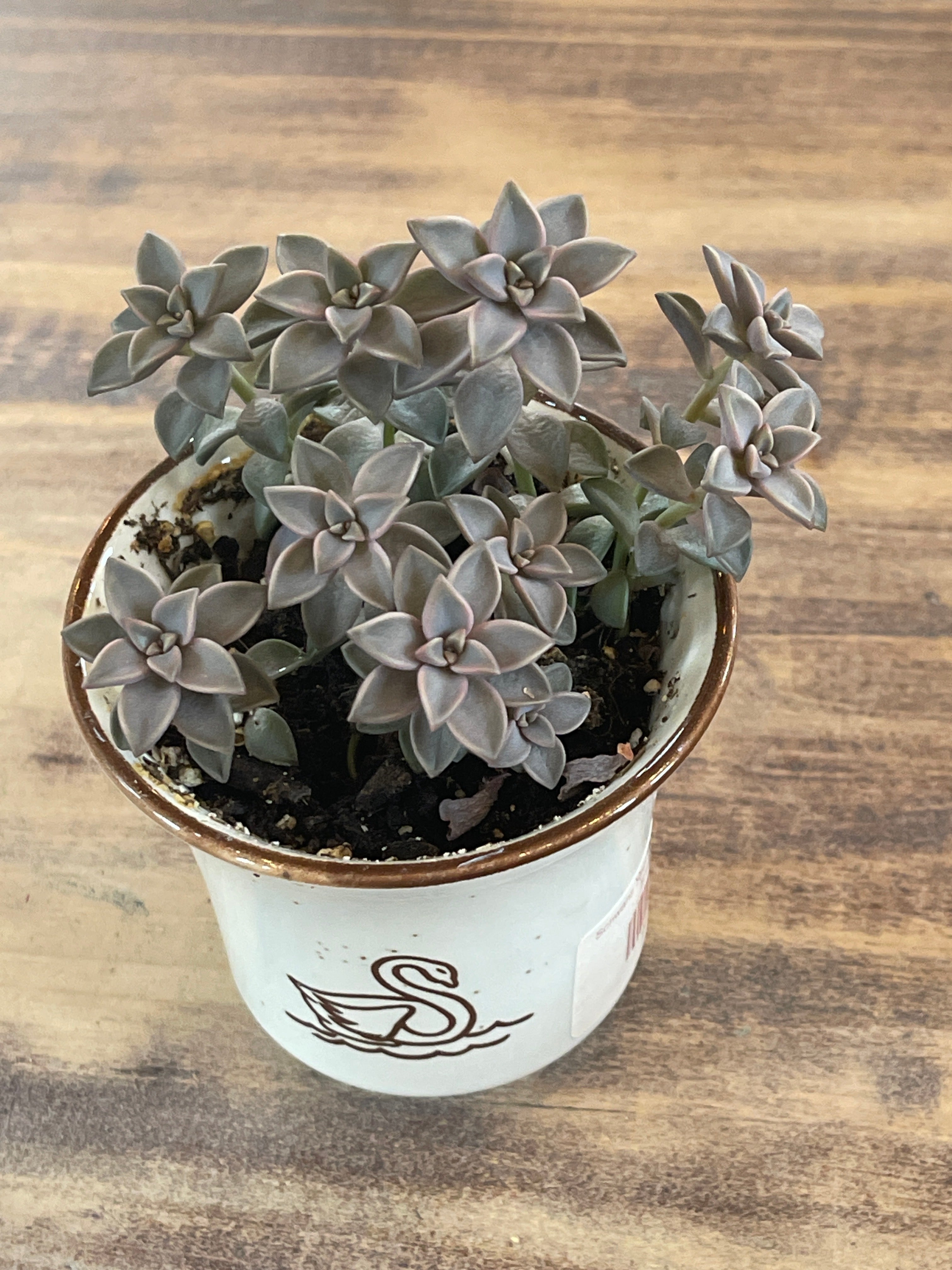 Schwans Speckled Cup with live Succulent