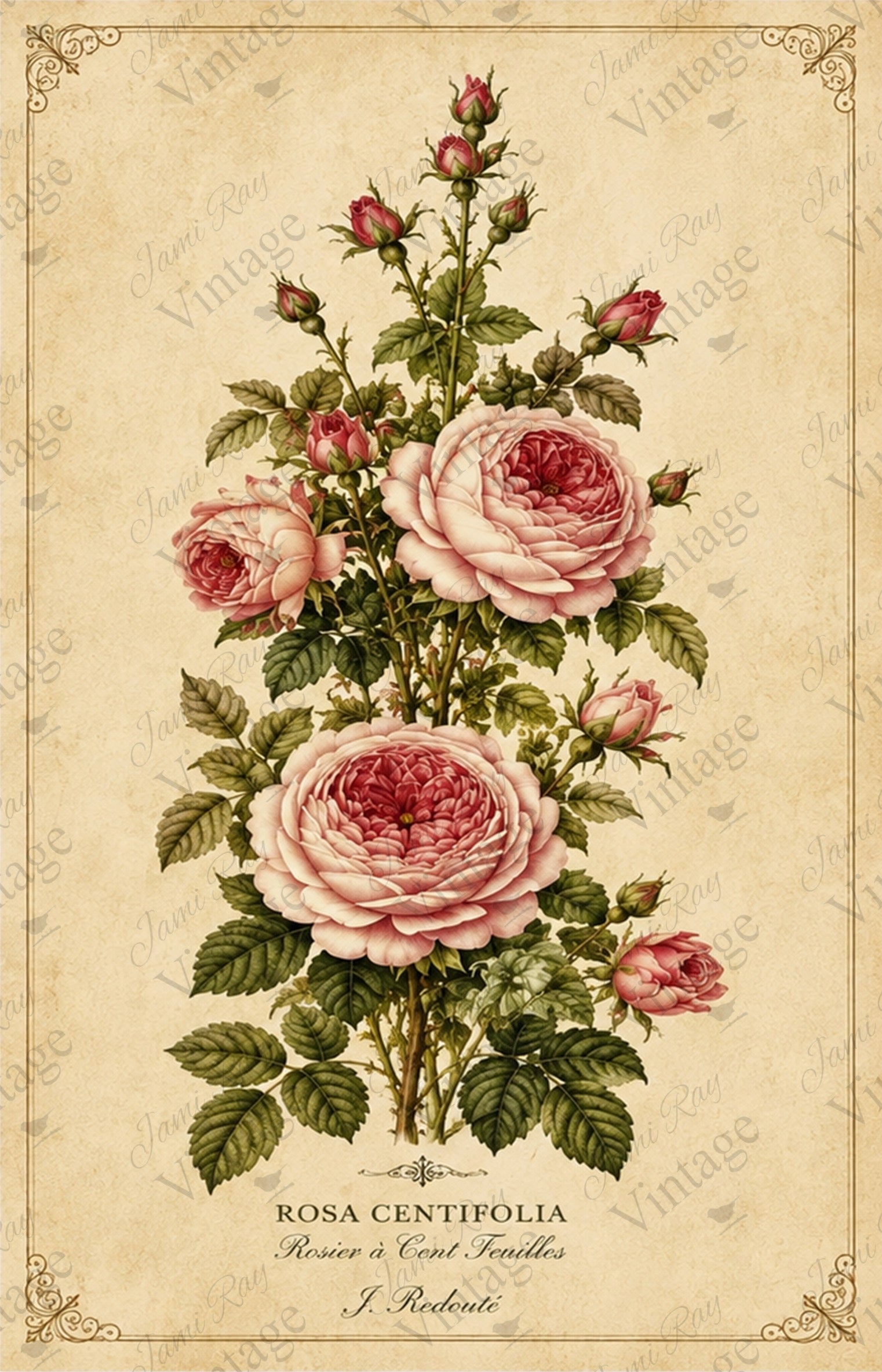 Botanical Pink Roses | JRV Medium Rice Paper