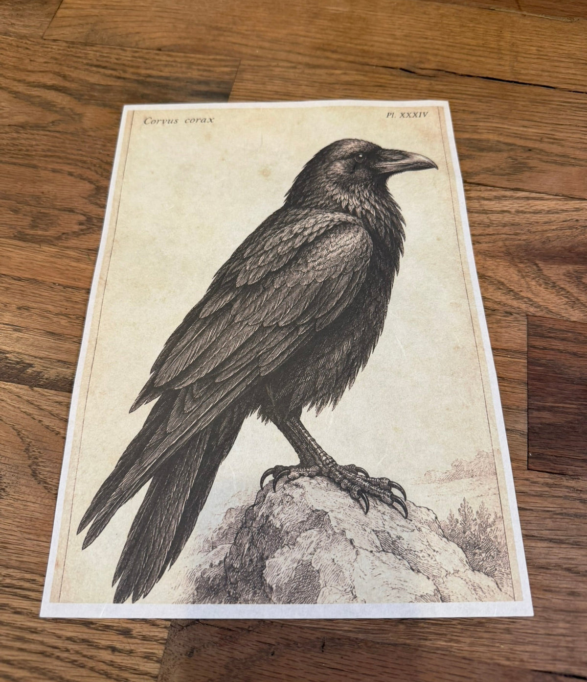 New Corvus Corax (Raven) | JRV A4 Rice Paper