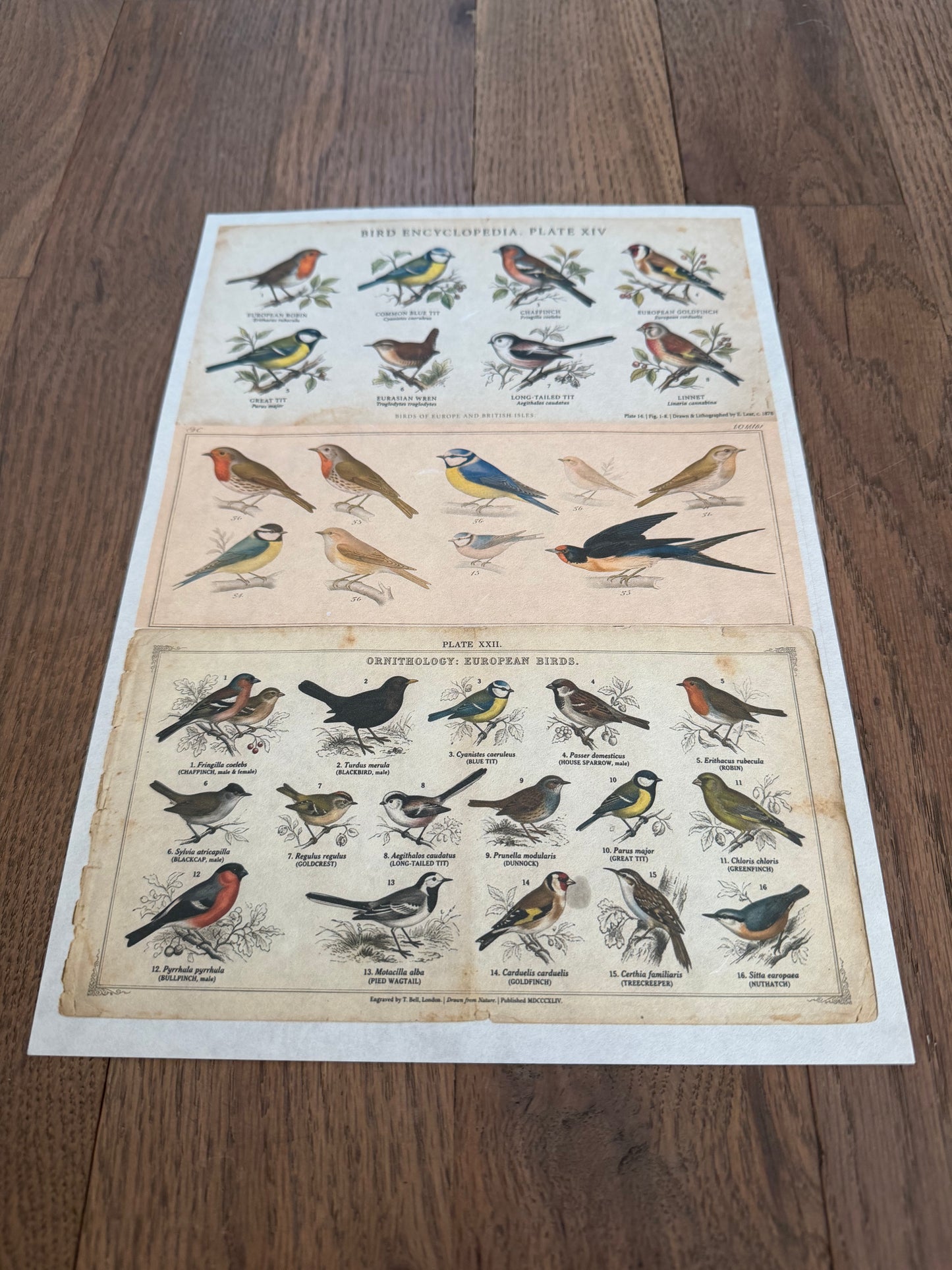 Bird Encyclopedia | JRV A4 Rice Paper