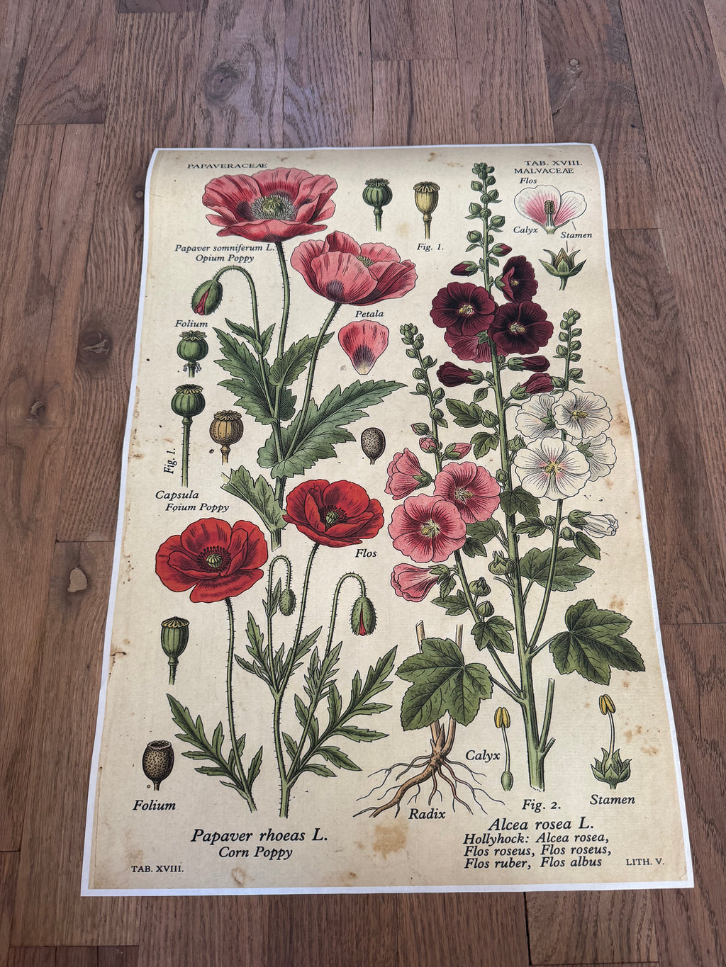 Hollyhock | JRV Medium Rice Paper