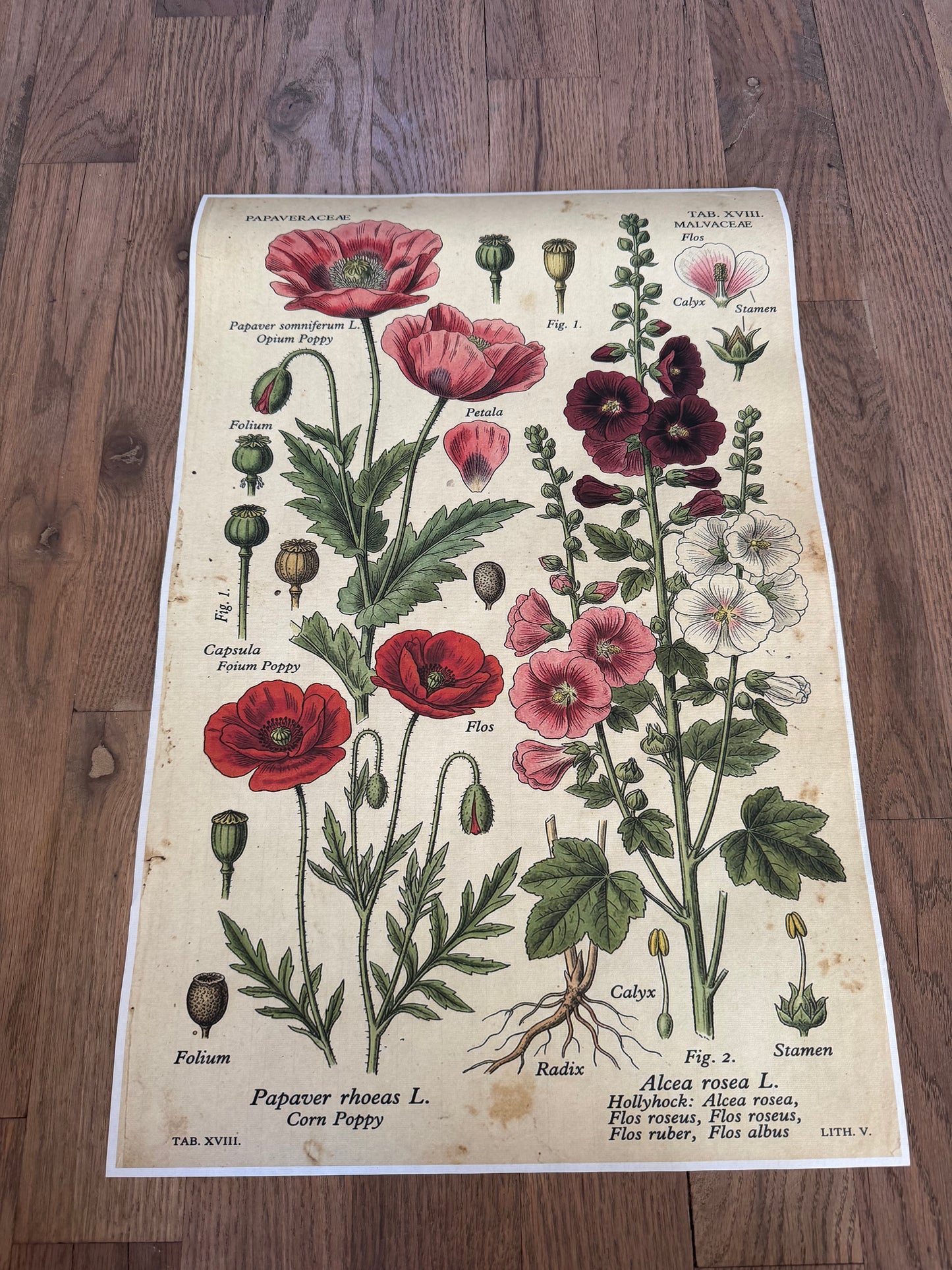 Hollyhock | JRV Medium Rice Paper