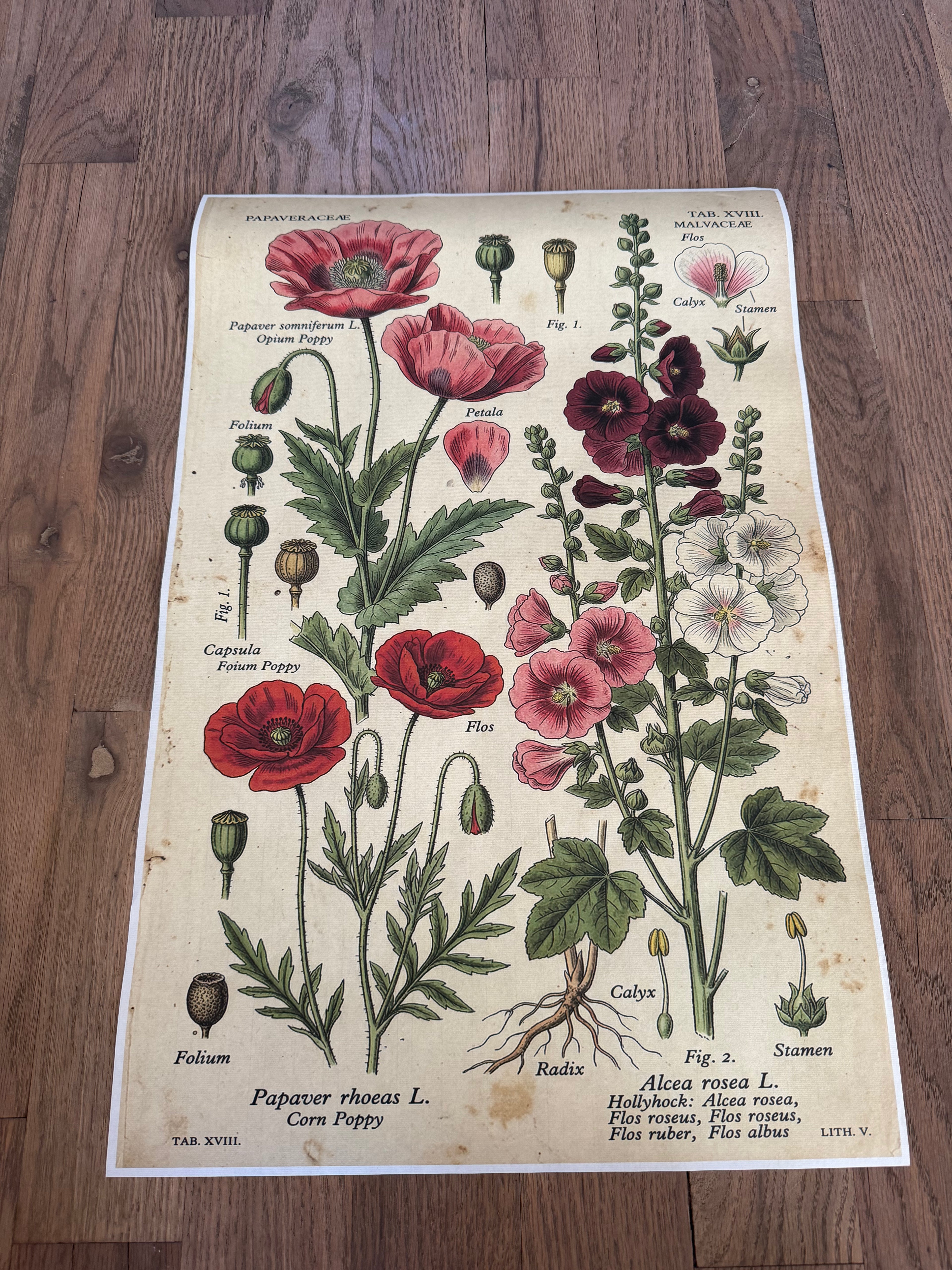 Hollyhock | JRV Medium Rice Paper