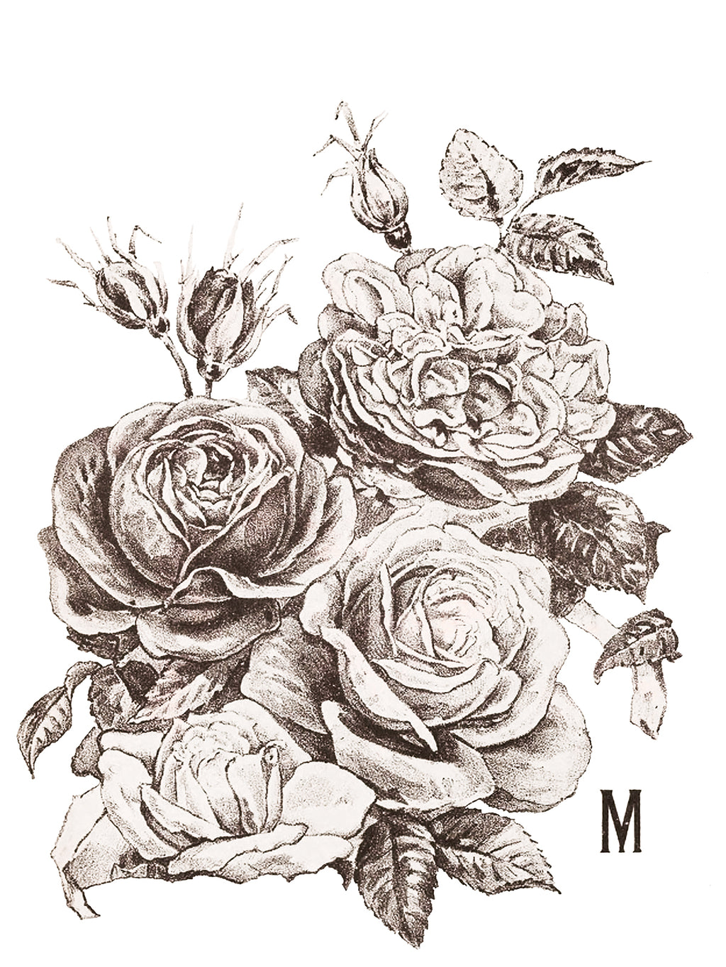 May's Roses | Transfer | IOD Iron Orchid Designs