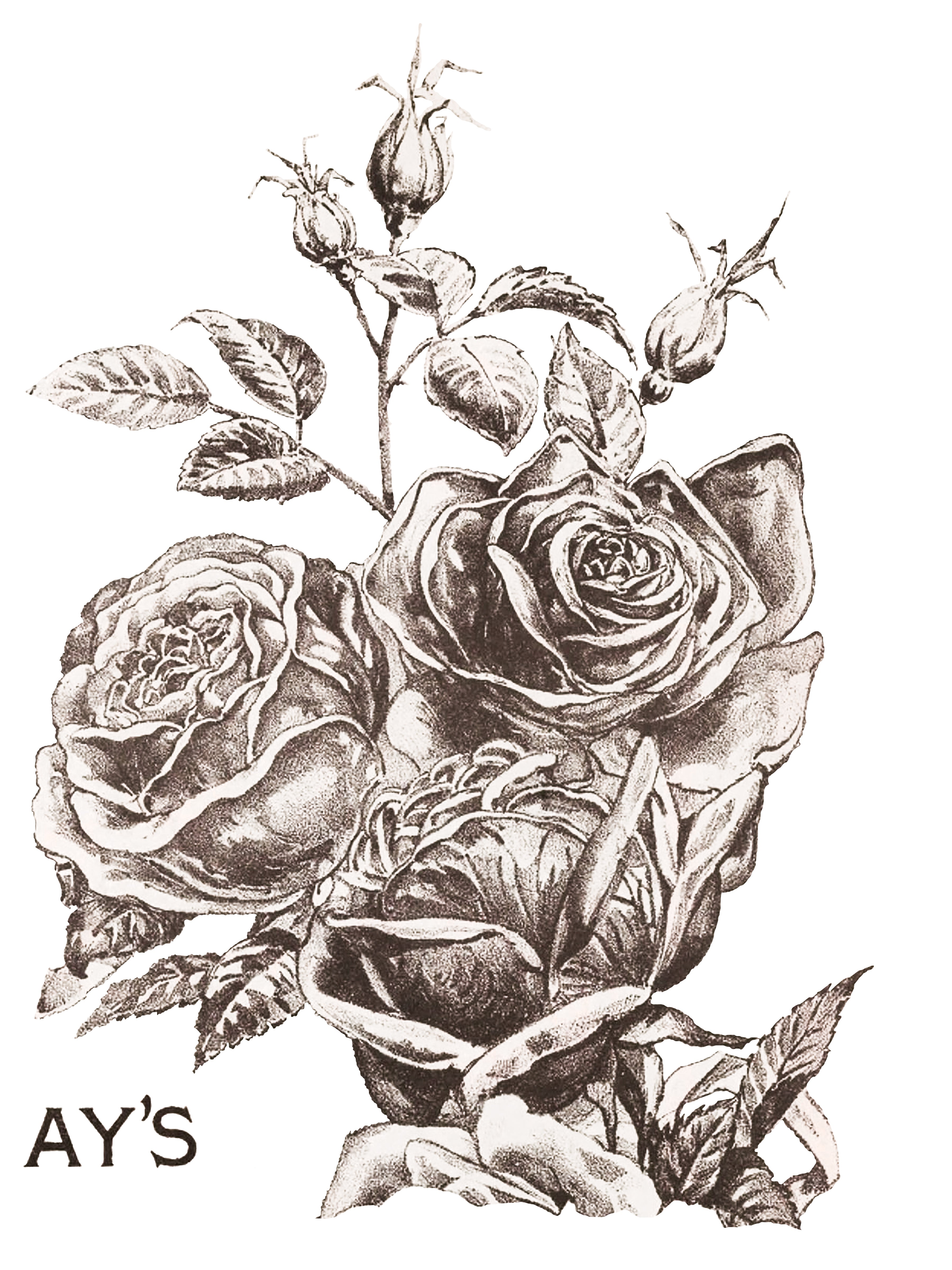 May's Roses | Transfer | IOD Iron Orchid Designs