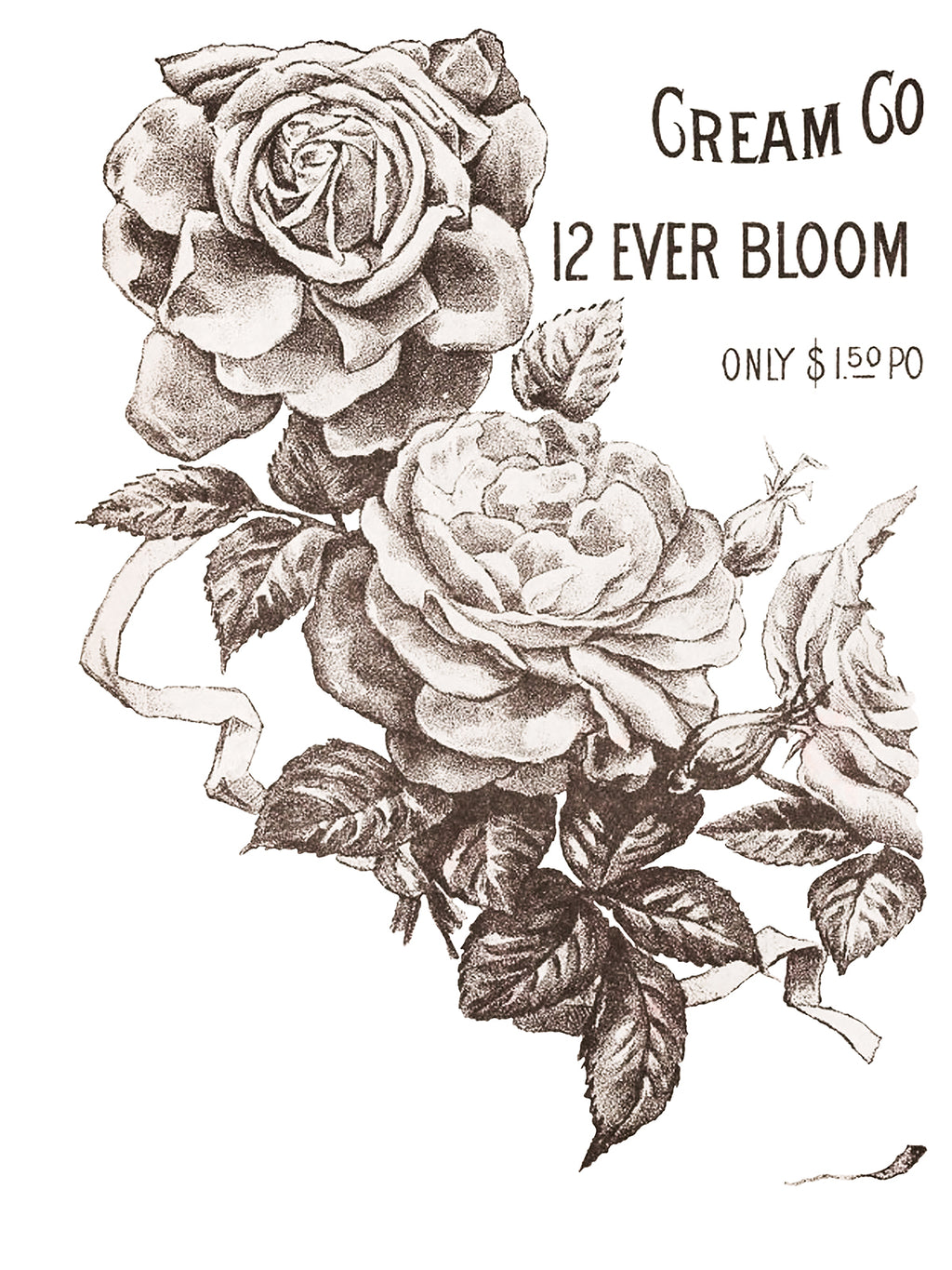 May's Roses | Transfer | IOD Iron Orchid Designs