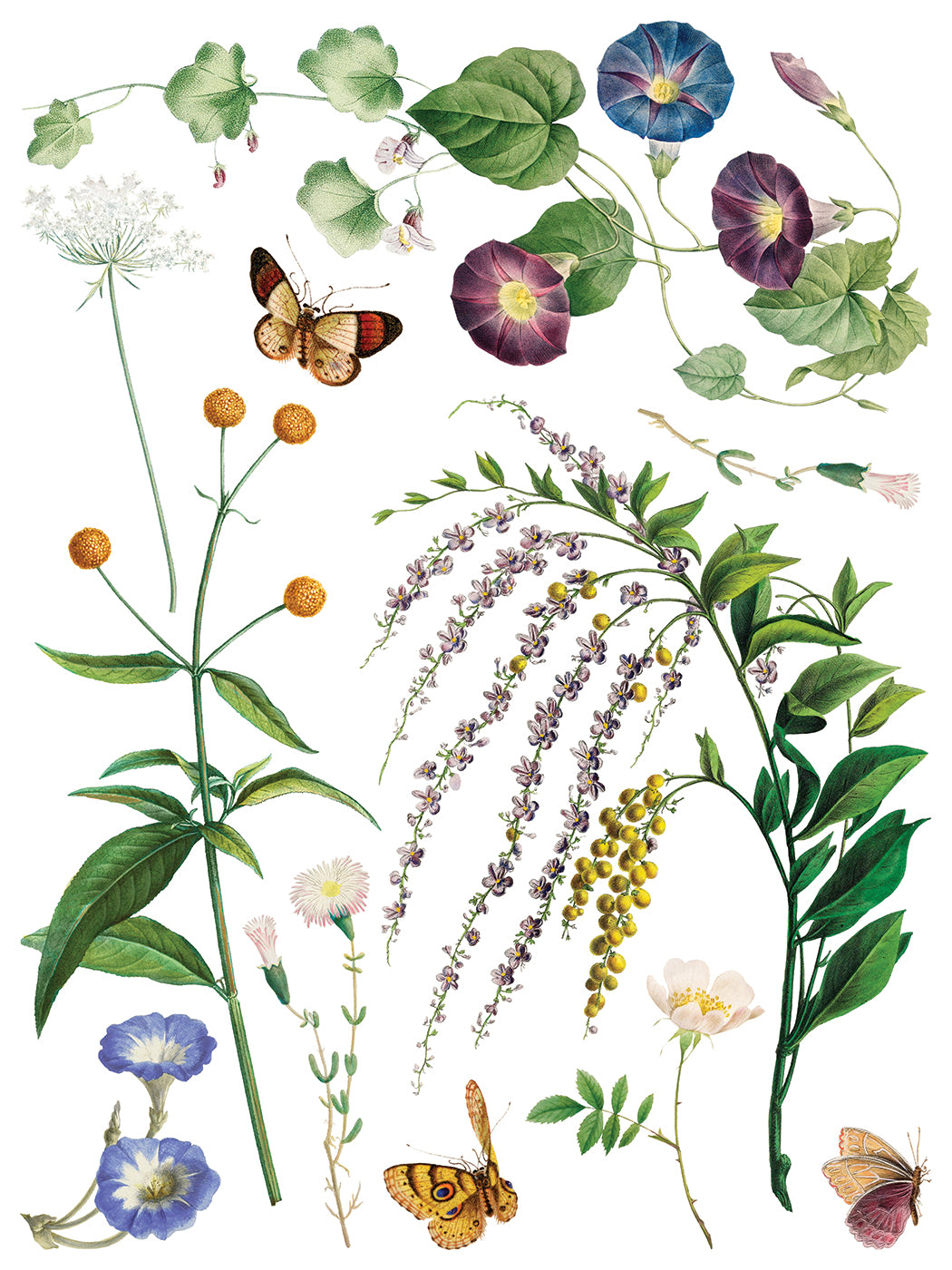 Marché des Fleurs | Transfer | IOD Iron Orchid Designs
