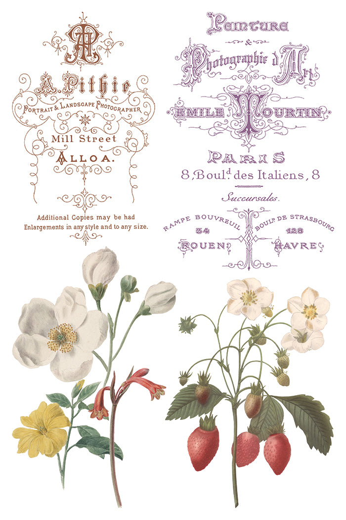 Saint Ouen | Transfer | IOD Iron Orchid Designs