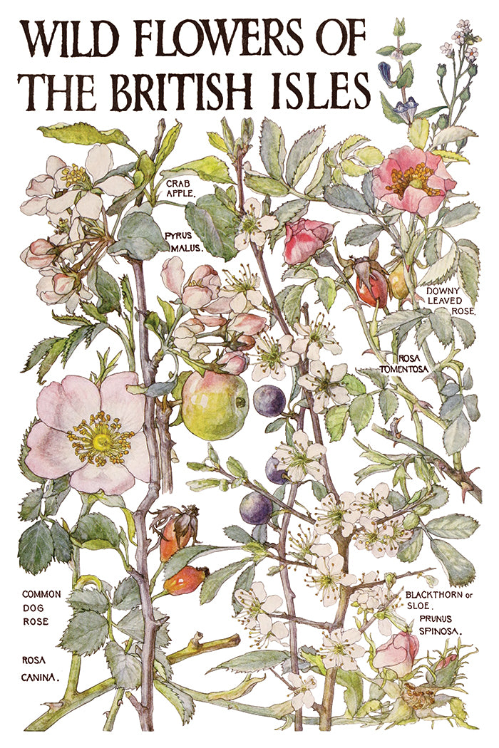 Primrose Isle | Transfer | IOD Iron Orchid Designs