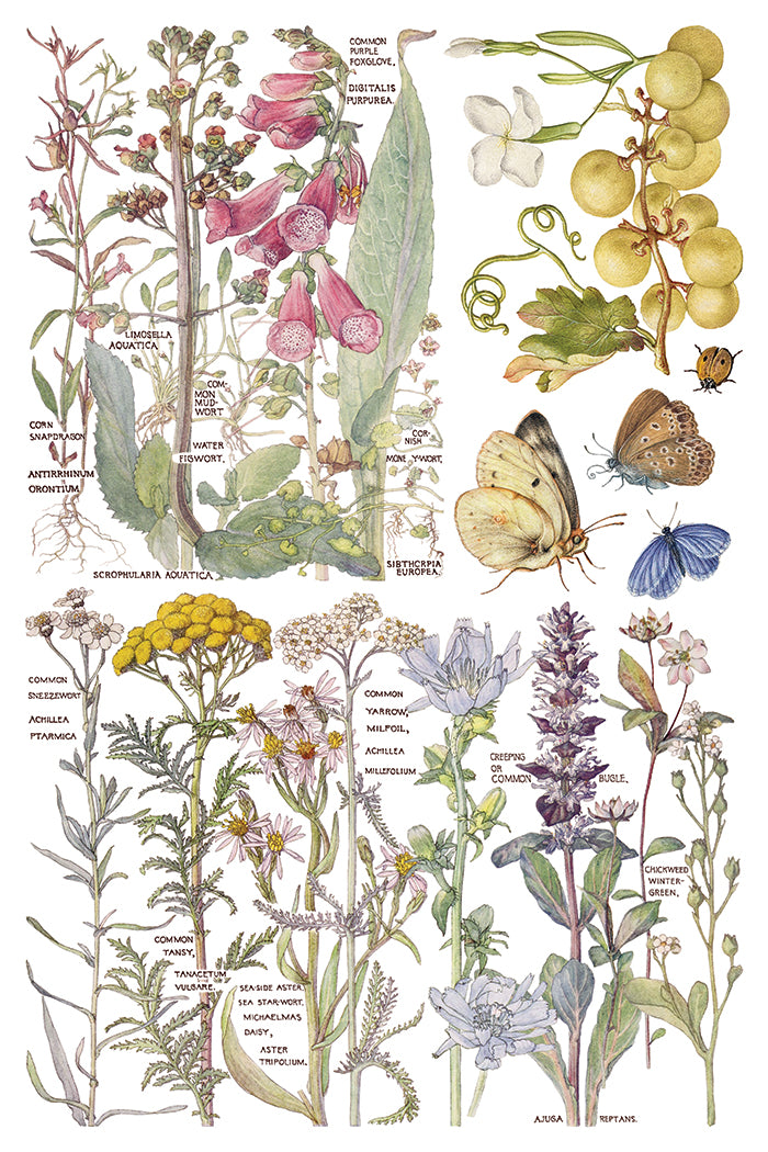 Primrose Isle | Transfer | IOD Iron Orchid Designs