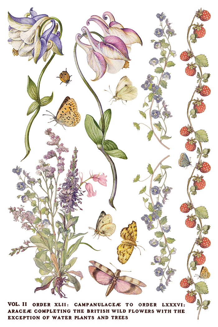 Primrose Isle | Transfer | IOD Iron Orchid Designs
