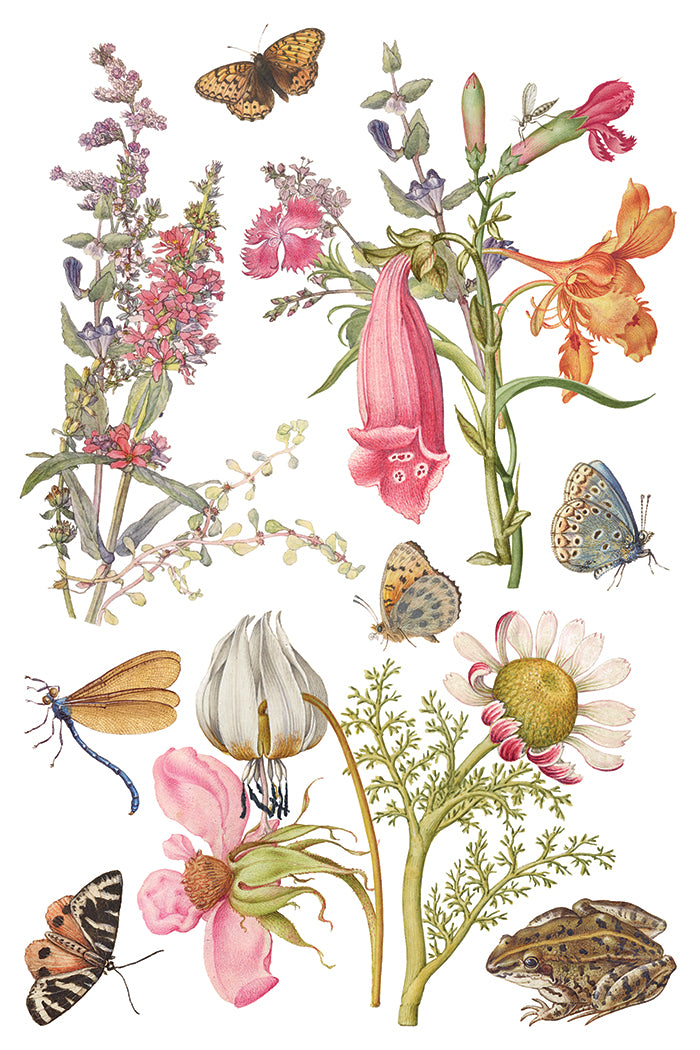 Primrose Isle | Transfer | IOD Iron Orchid Designs