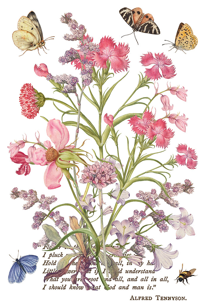 Primrose Isle | Transfer | IOD Iron Orchid Designs