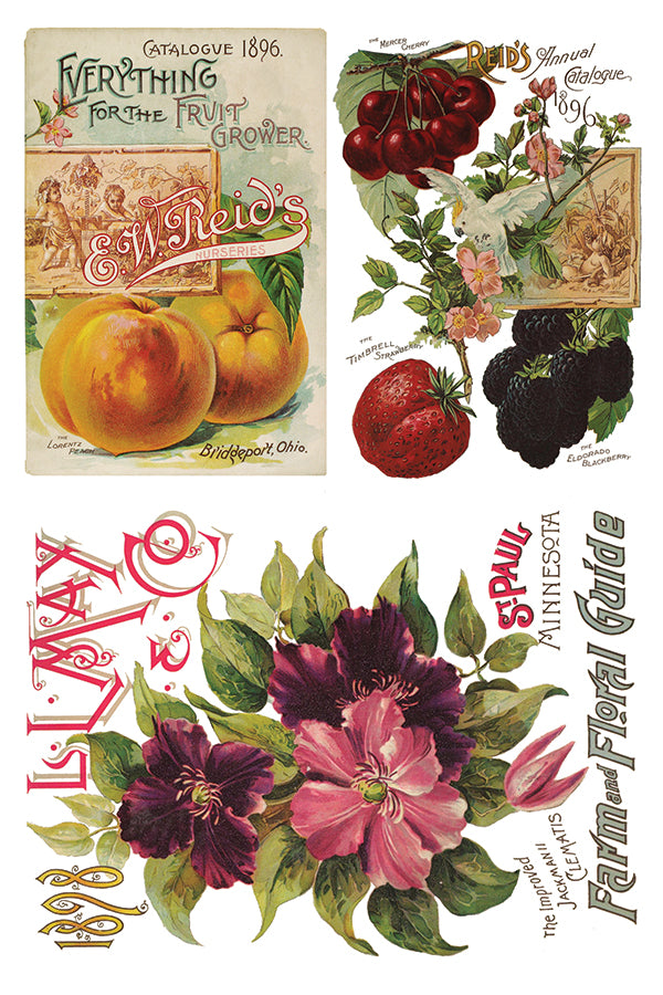 Seed Catalogue | Transfer | IOD Iron Orchid Designs