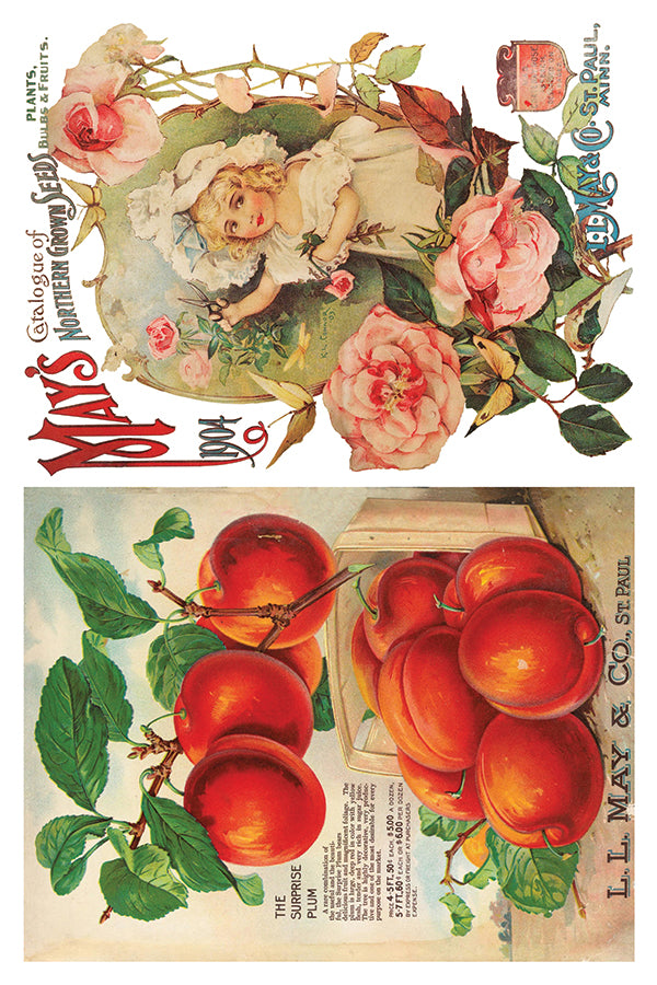Seed Catalogue | Transfer | IOD Iron Orchid Designs