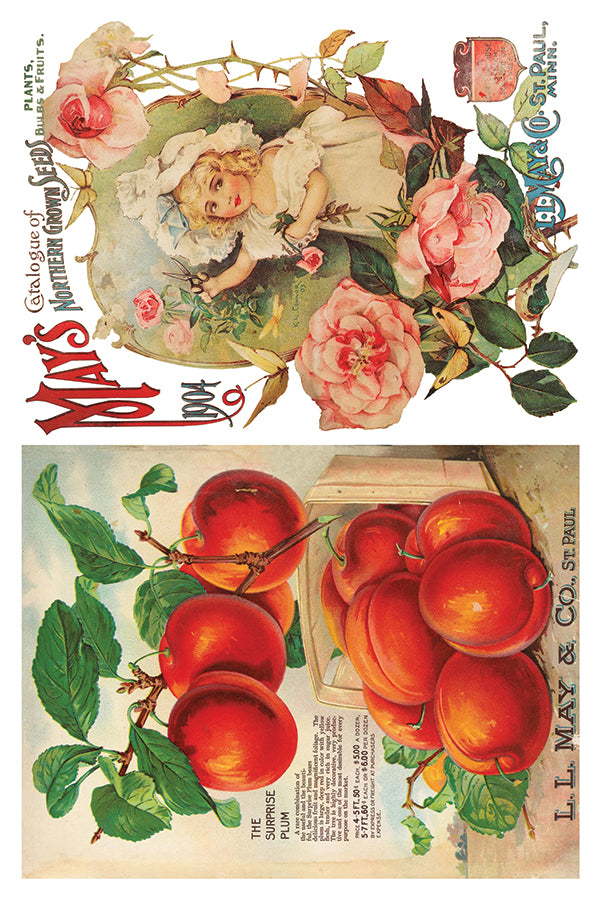 IOD May's Roses Decor Transfer by Iron Orchid Designs