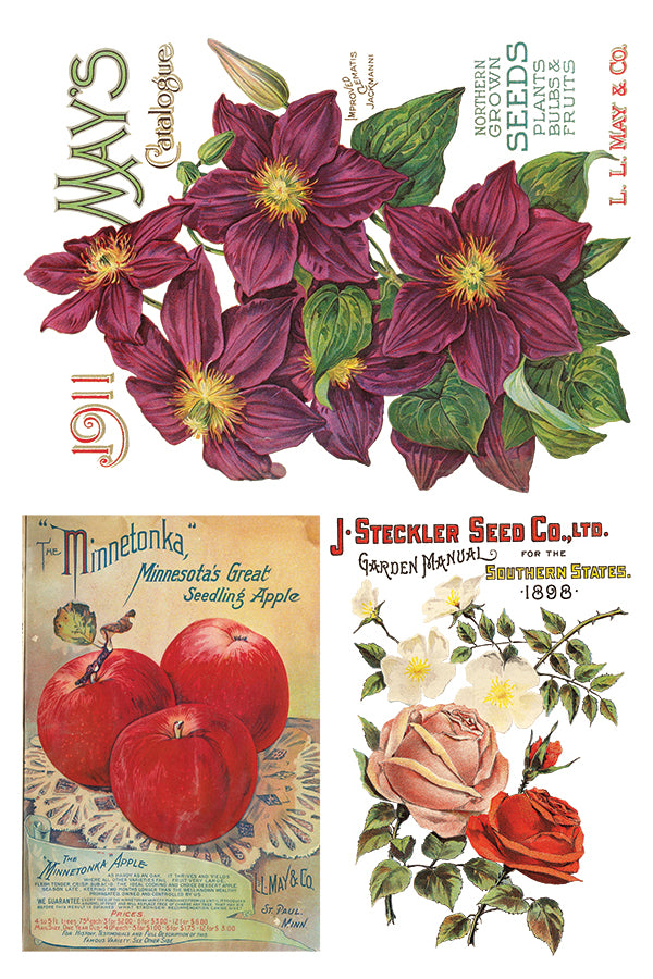 Seed Catalogue | Transfer | IOD Iron Orchid Designs