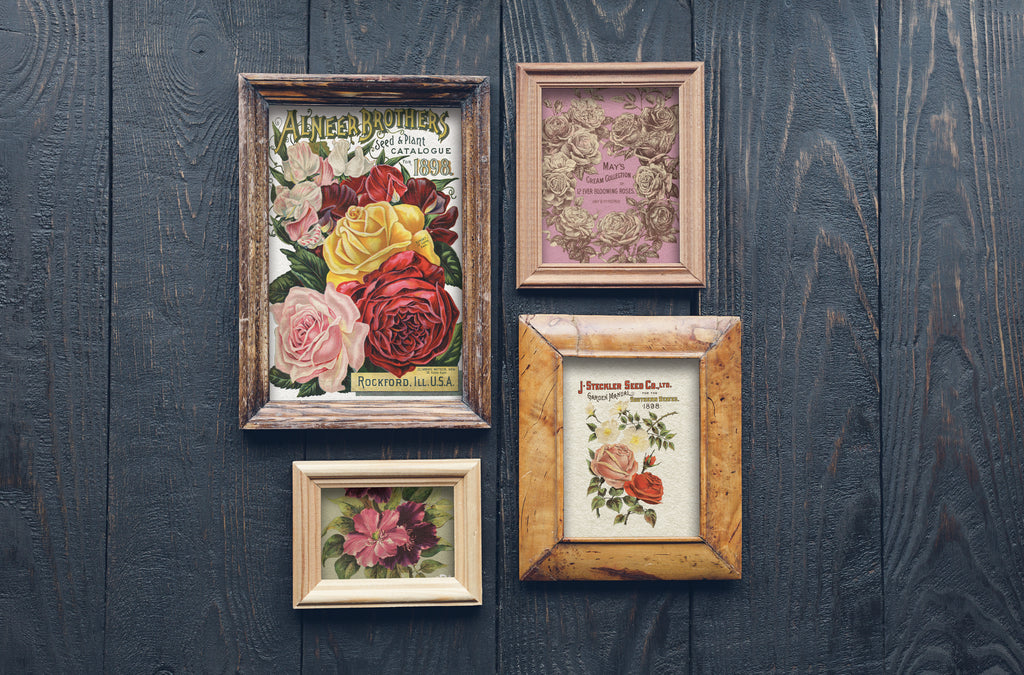 Seed Catalogue | Transfer | IOD Iron Orchid Designs