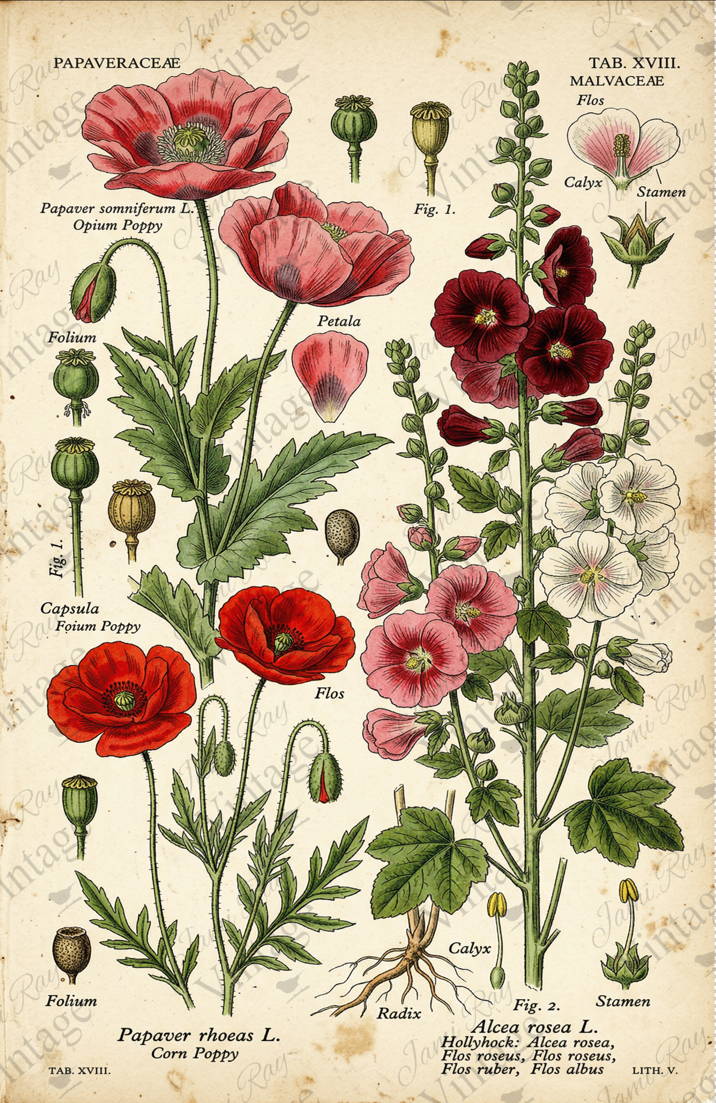 Hollyhock | JRV Medium Rice Paper