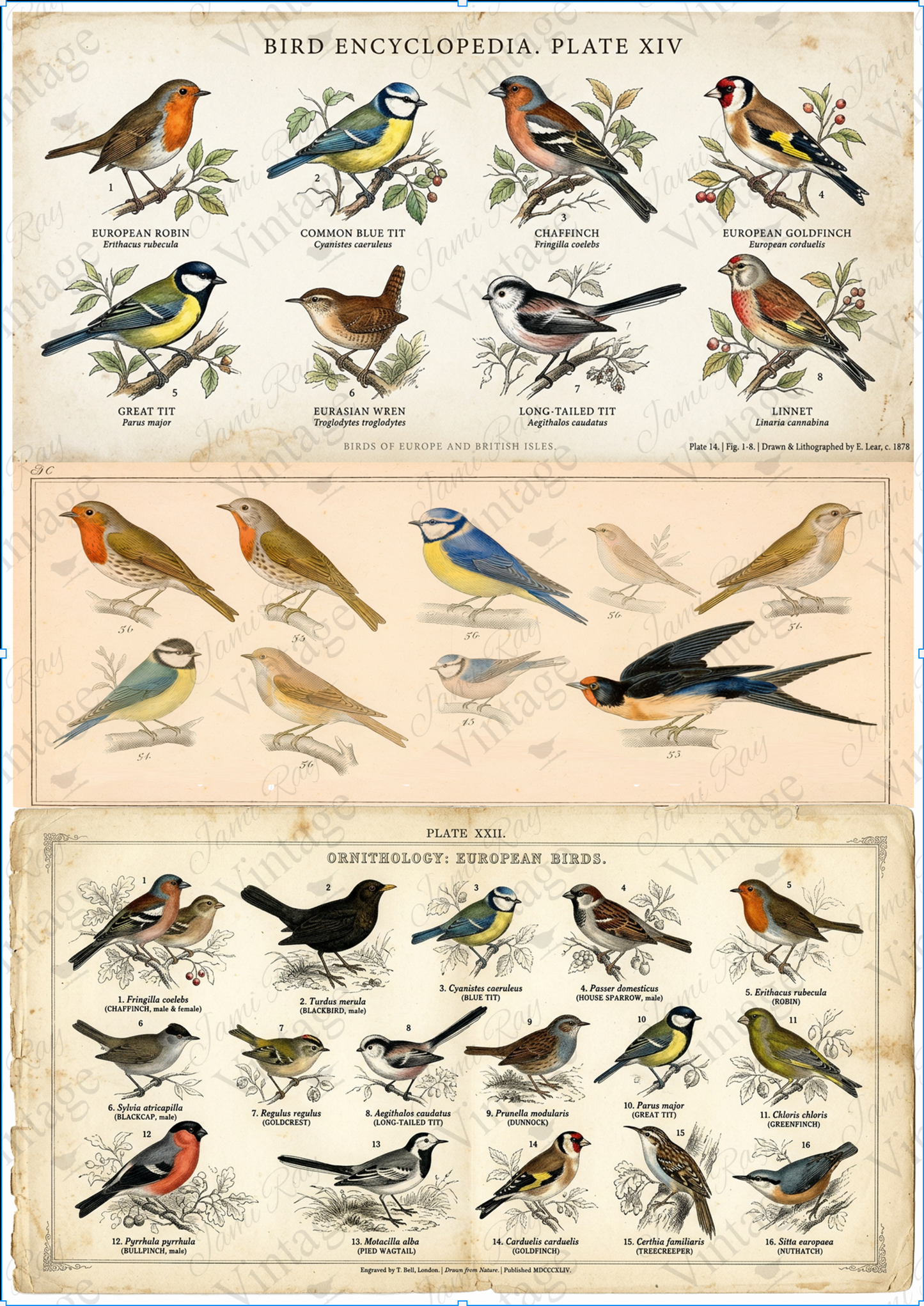 Bird Encyclopedia | JRV A4 Rice Paper