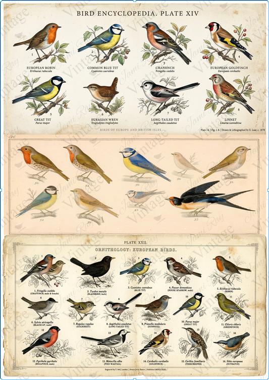 Bird Encyclopedia | JRV A4 Rice Paper