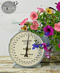 Bluebird | Sweet Pickins Milk Paint Sweet Pickins