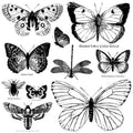 Butterflies | Stamp | IOD Iron Orchid Designs IOD
