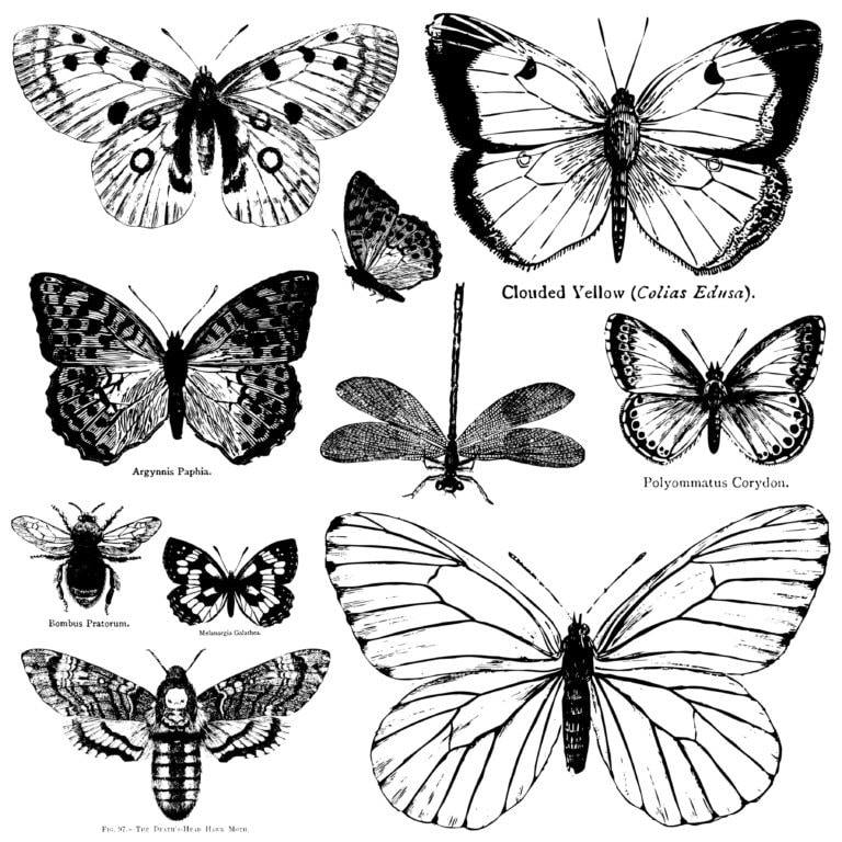 Butterflies | Stamp | IOD Iron Orchid Designs IOD
