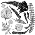 Frond | Stamp | IOD Iron Orchid Designs IOD