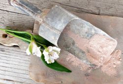 Tickled Pink | Sweet Pickins Milk Paint Sweet Pickins