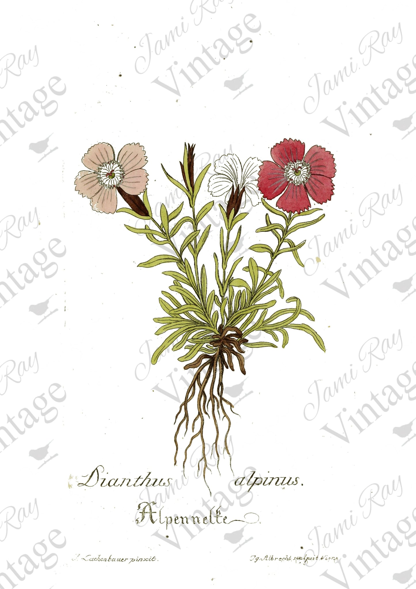 Dianthus Flower | JRV Rice Paper | A4