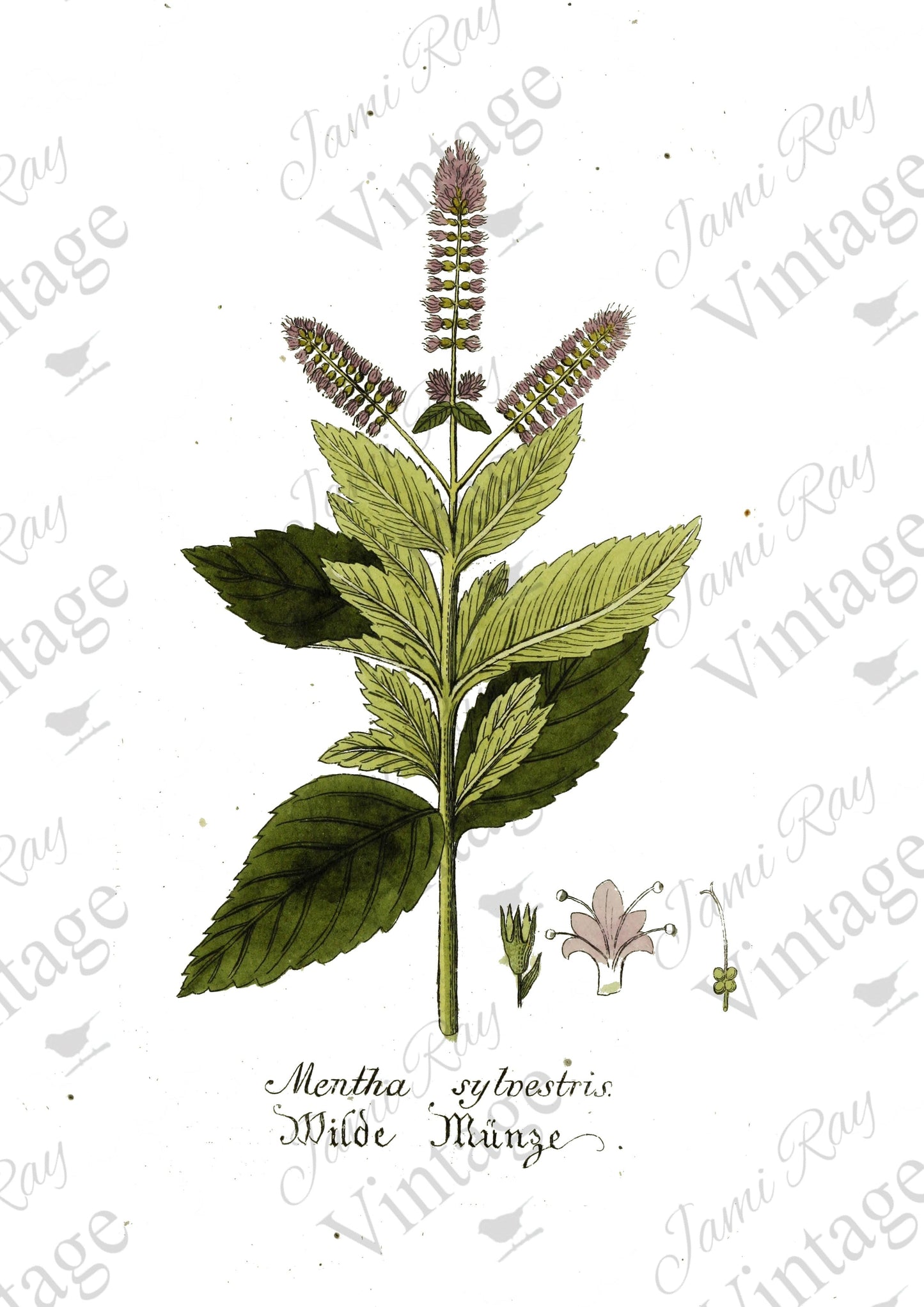 Mentha Flower | JRV Rice Paper | A4