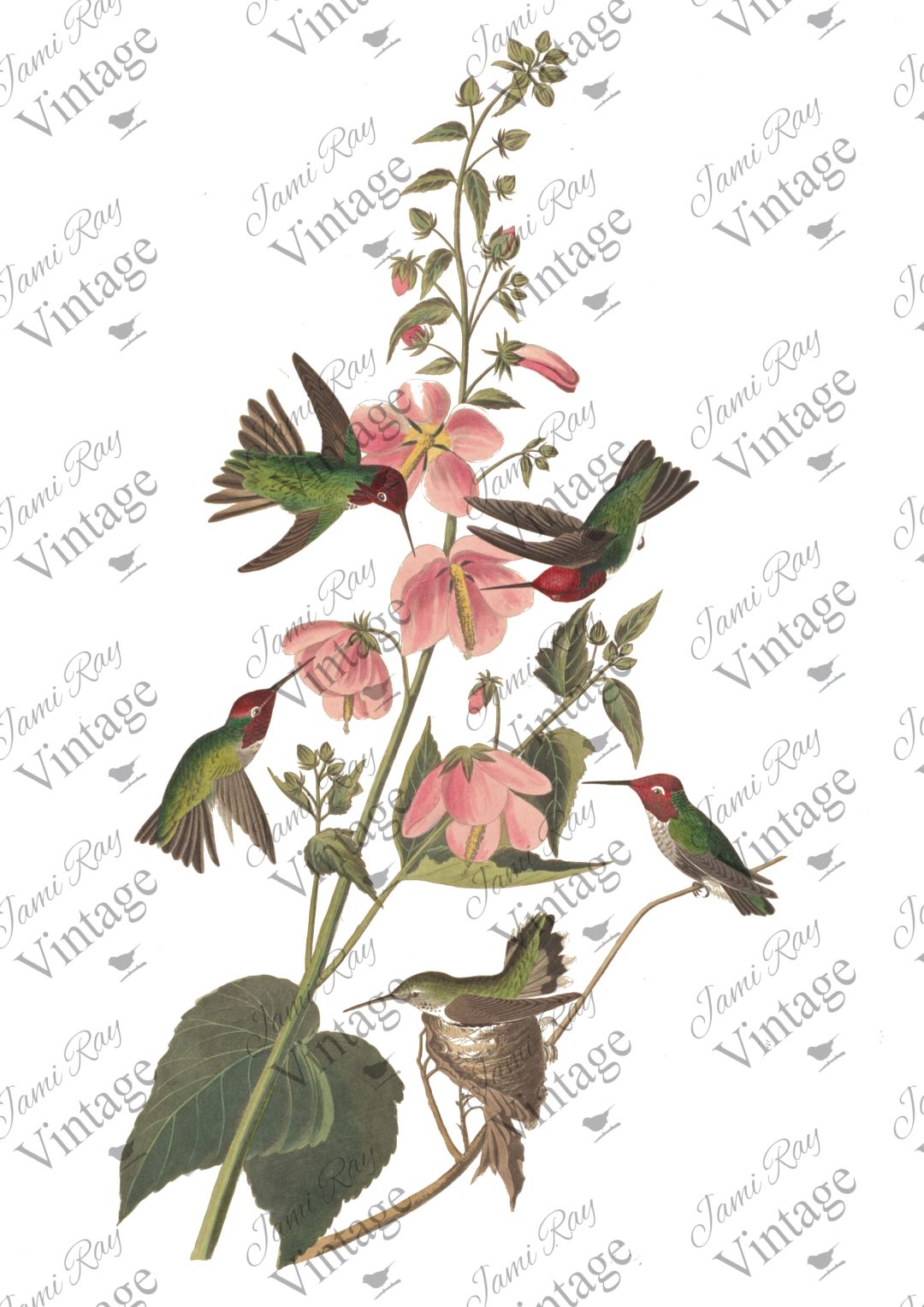 Hummingbird | JRV Rice Paper | A4