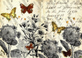 Monarchromatic | JRV Rice Paper | A4