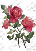 Roses | JRV Rice Paper | A4